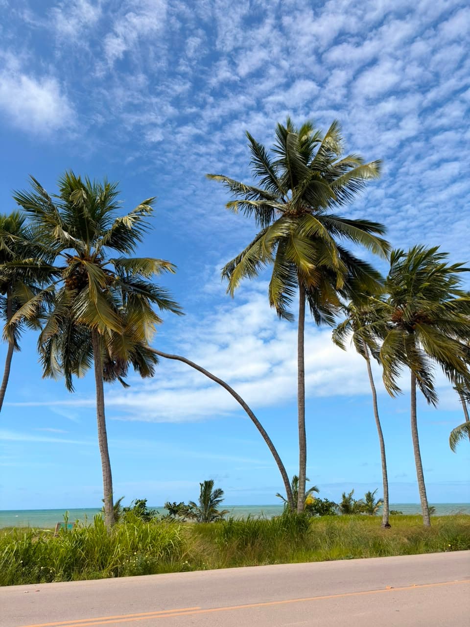 Coqueiros e mar azul sob o céu ensolarado de Japaratinga