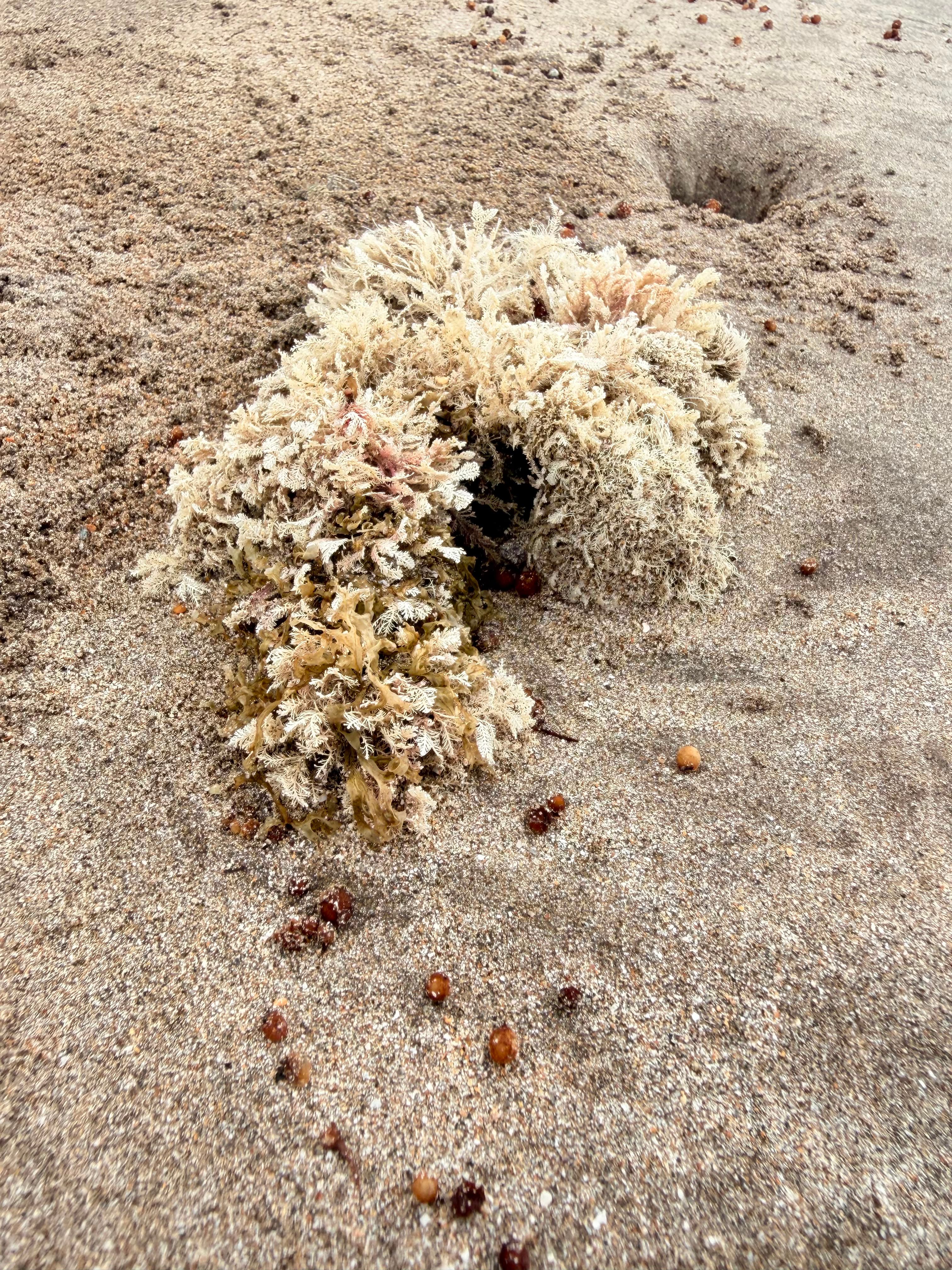 Close-up de texturas naturais e conchas na areia